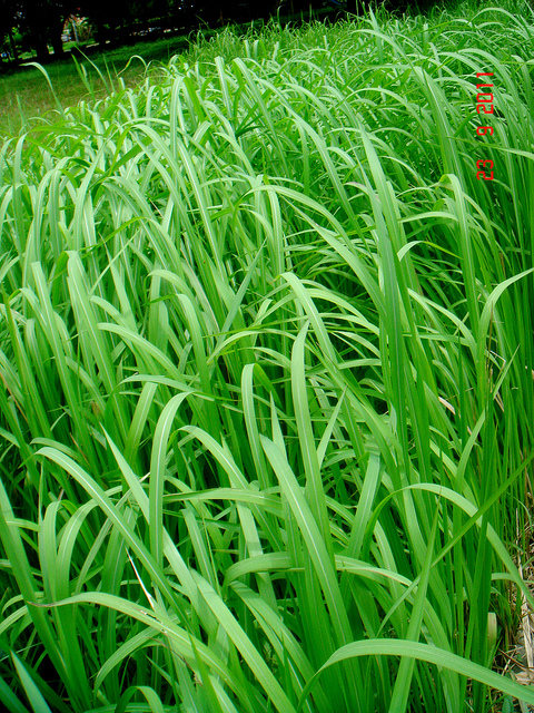 Alang-alang (Imperata cylindrica L.)