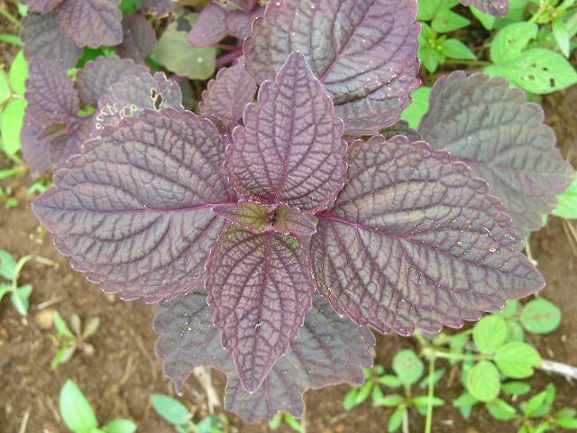 ILER (Coleus atropurpureus L.)