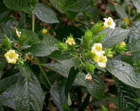 KEJI BELING (Hemigraphis colorata)