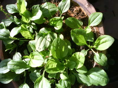 KI URAT (Plantago major)