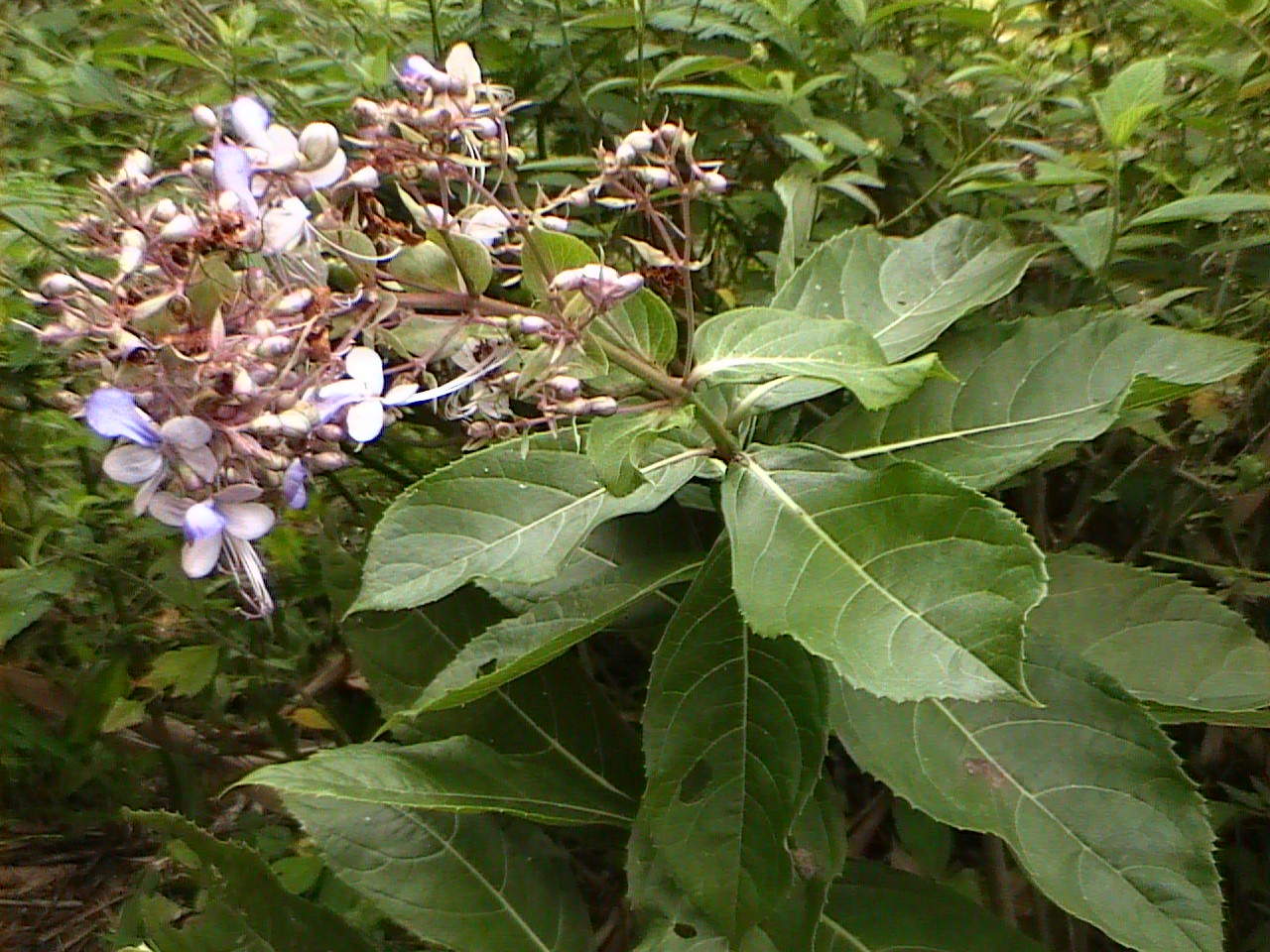 SENGGUGU (Clerodendron serratum [L.] Spr.)