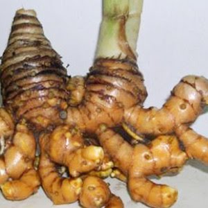 TEMU LAWAK (Curcuma xanthorriza)