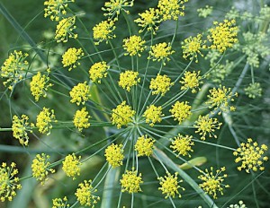 ADAS (Foeniculum vulgare Mill.)
