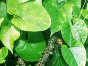 BROTOWALI (Tinospora crispa Miers. Hook. f.& Thems)