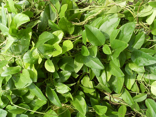 CINCAU (Cyclea barbata)