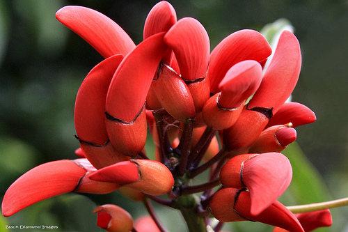 DADAP AYAM (Erythrina orientalis)