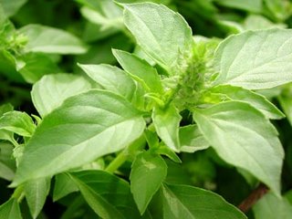 BELUNTAS (Pluchea indica Less.)