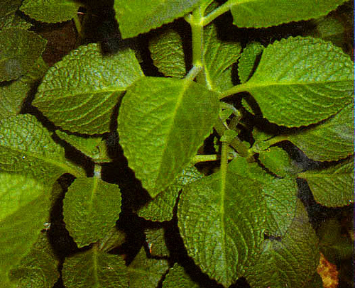 DAUN JINTEN (Plectrathus amboinicus (L.) Spreng.)
