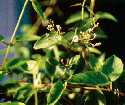 DAUN KENTUT (Paederia scandens)