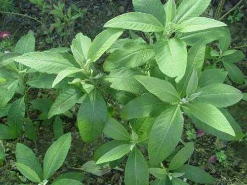 SEMBUNG (Blumea balsamifera [L.] DC.)