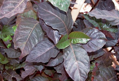 Handeuleum (Daun Wungu) (Graptophylum pictum Griff)