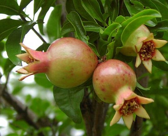 DELIMA PUTIH (Punica granatum L.)