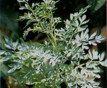 INGGU (Ruta angustifolia)
