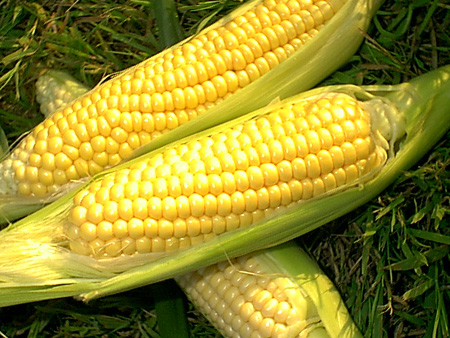 JAGUNG (Zea mays L.)