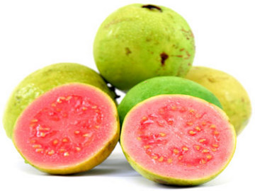 JAMBU BIJI (Psidium guajava L.)