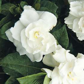 KACA PIRING (Gardenia augusta)