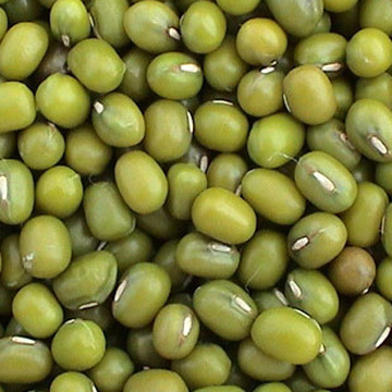 KACANG HIJAU (Phaseolus radiatus L.)