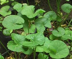 KAKI KUDA (Centella asiatica)
