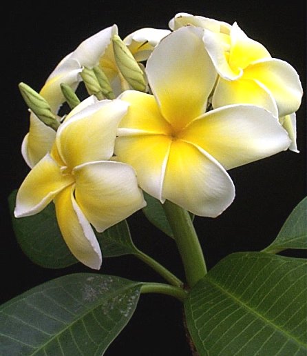 KAMBOJA (Plumeria acuminata)