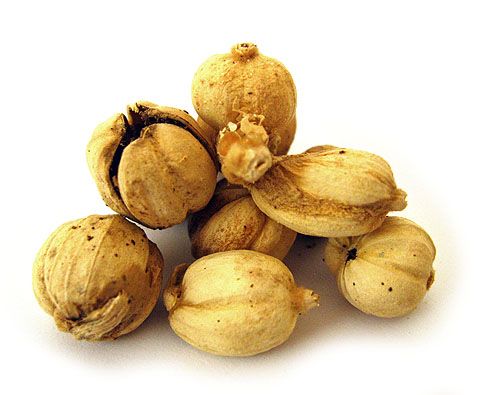 Kapulaga (Amomum cardamomum Wild.)