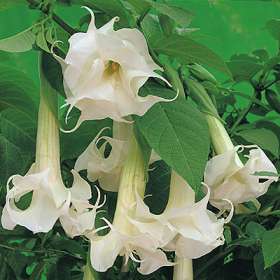 KECUBUNG (Datura metel L.)