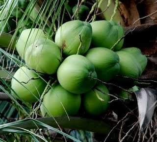 Kelapa Hijau (Cocos nucifera L.)