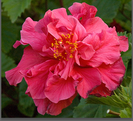 KEMBANG SEPATU (Hibiscus rosa sinensis)
