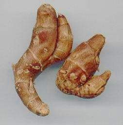 KENCUR (Kaemferia galanga L.)