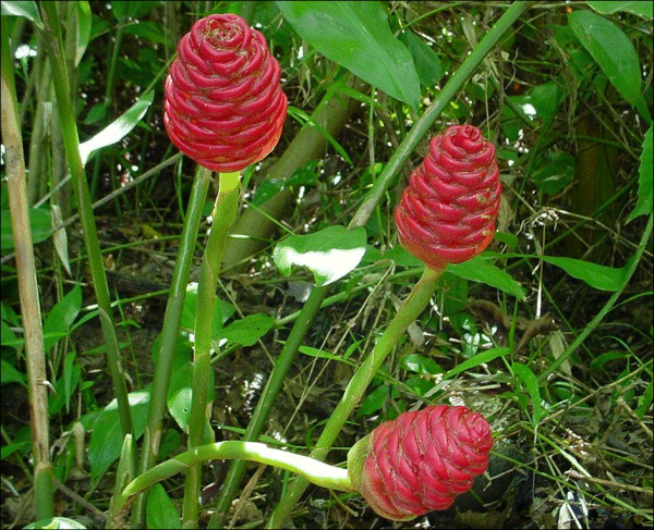 LEMPUYANG WANGI (Zingiber aromaticum)