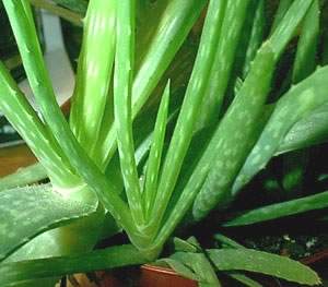 Lidah Buaya (Aloe vera L.)