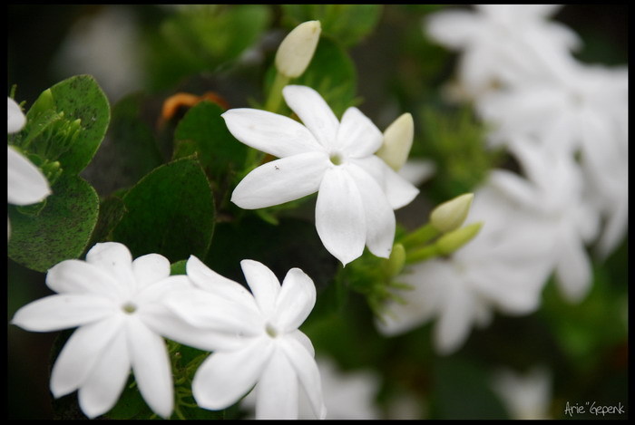 MELATI (Jasminum sambac Ait.)