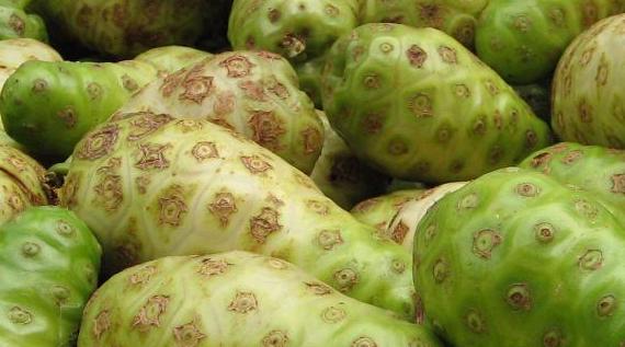MENGKUDU (Morinda citrifolia L.)