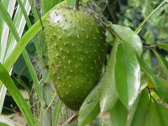 NANGKA SABRANG (Annona muricata)