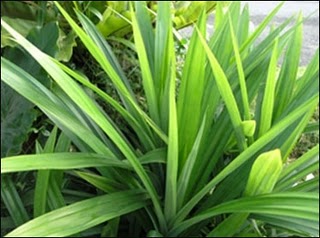 PANDAN WANGI (Pandanus amaryllfolius Roxb.)