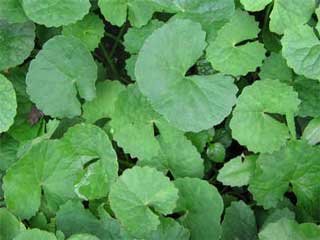 Pegagan (Centella asiatica L. Urban)