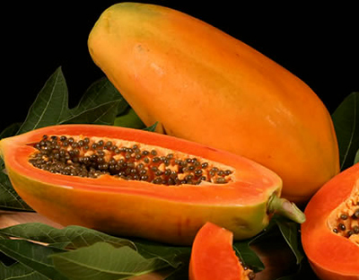 PEPAYA (Carica papaya L.)