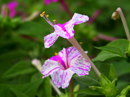 BUNGA PUKUL EMPAT (Mirabilis jalapa L.)