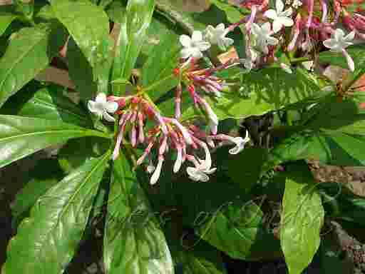 PULE PANDAK (Rauvolia serpentina L.)