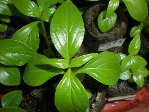 SAMBILOTO (Andrographis paniculata)