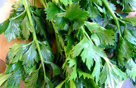 SELEDRI (Apium graveolens L.)
