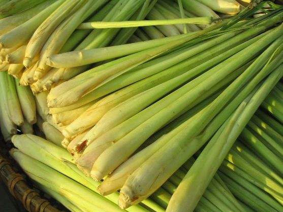 SERAI (Cymbopogon nardus)