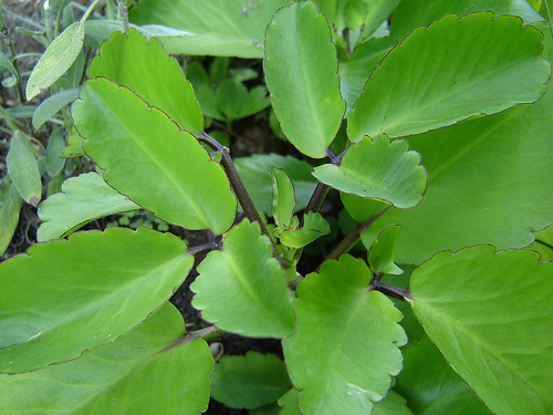 SOSOR BEBEK (Kalanchoe pinnata Pers.)