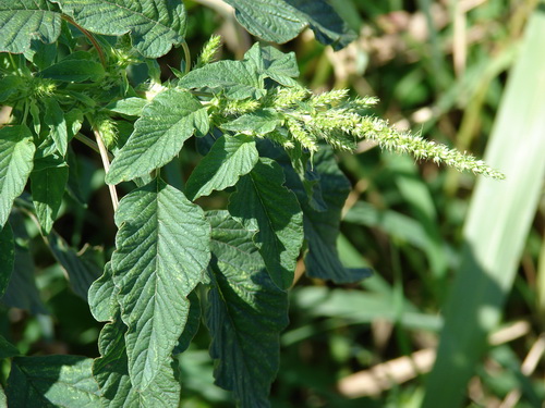 Bayam Duri (Amaranthus spinosus L.)