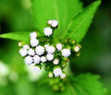 BANDOTAN (Ageratum conyzoides)