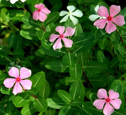 TAPAK DARA (Catharanthus roseus [L.] G. Don)