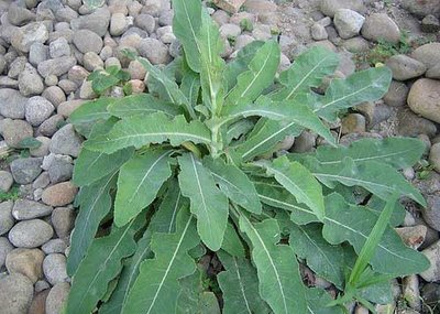 TEMPUYUNG (Sonchus arvensis L.)