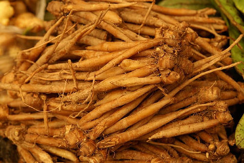 TEMU KUNCI (Boesenbergia pandurata Roxb. S.)