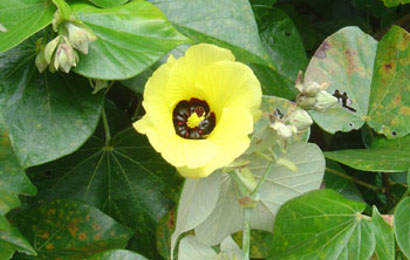 WARU (Hibiscus tiliaceus L.)