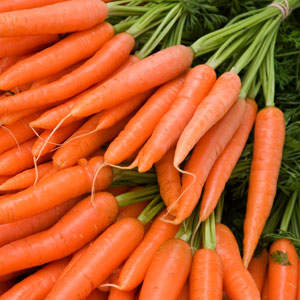 WORTEL (Daucus carota L.)