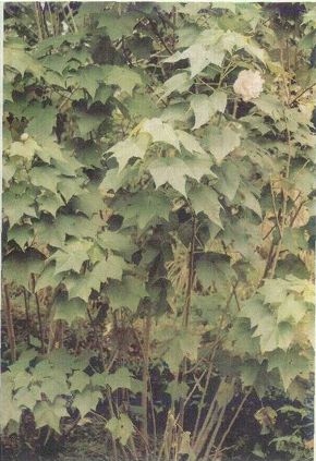 Waron (ABELMOSCHUS MOSCHATUS MEDIK)